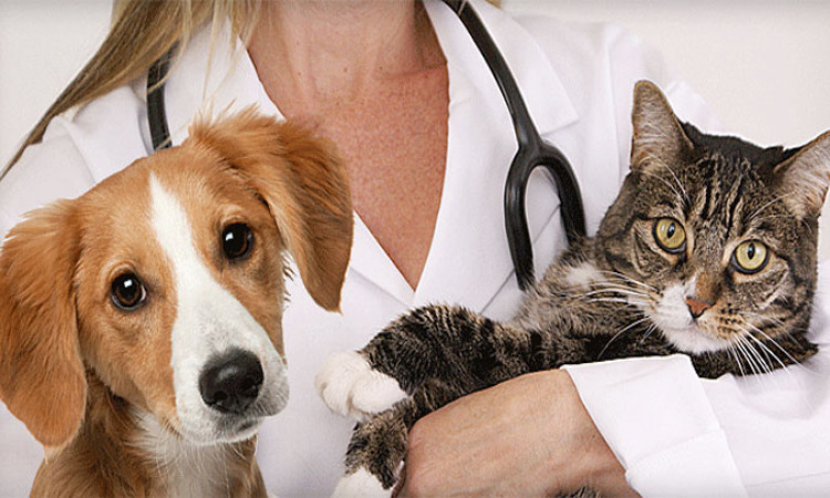 Care for Pets: Our Mission, Our Values