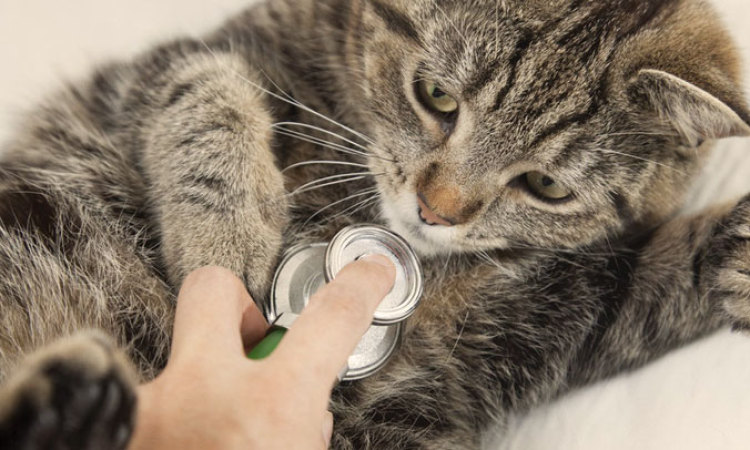 Care for Pets: Our Mission, Our Values