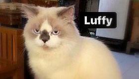 Luffy a.k.a လပ်(ဖ်)ဖီ